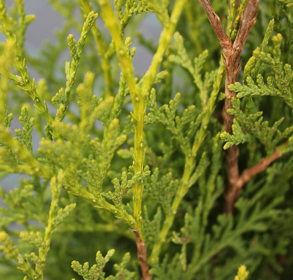 Туя западная Малоняна (Malonyana)