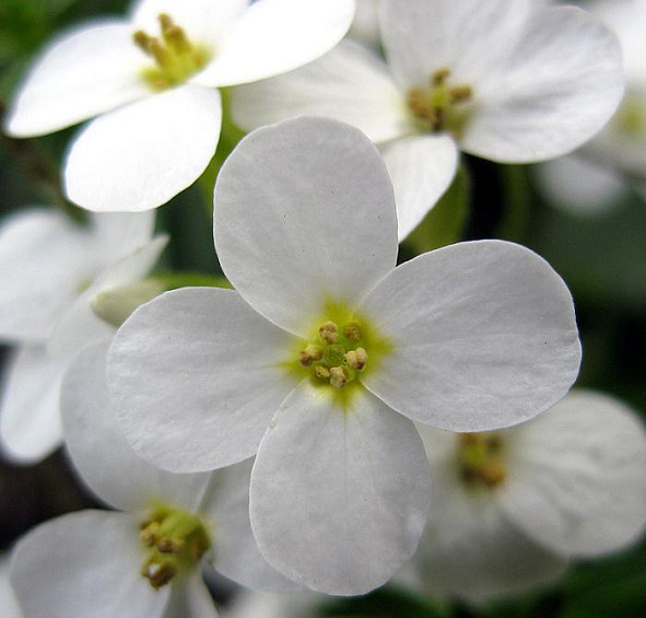 Арабис (Резуха) кавказский