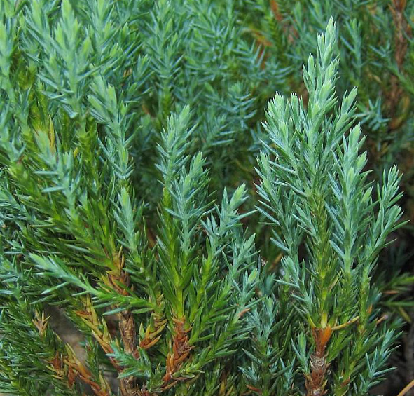 Можжевельник горизонтальный 'Блу Форест'
