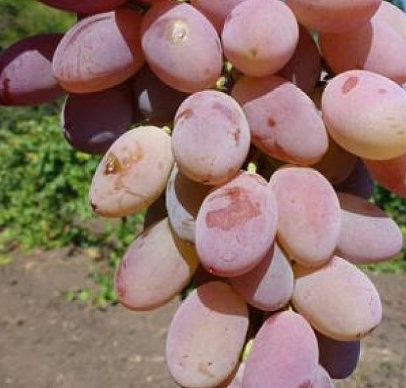 Виноград 'Юбилей Кострикина'