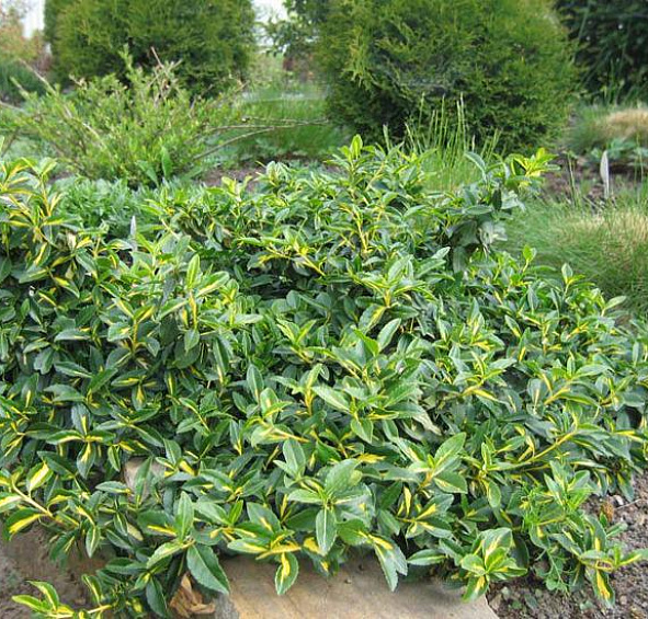 Бересклет Форчуна (зеленолистный)