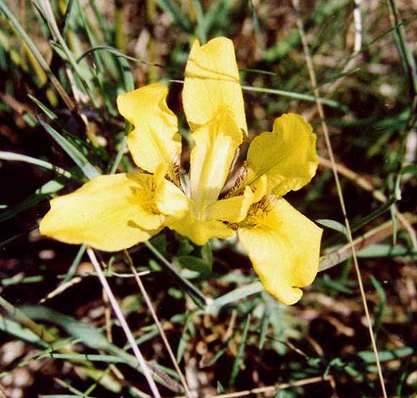 Ирис приземистый желтый (humilis gelb)