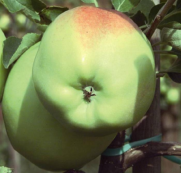 Яблоня домашняя 'Мартовское'