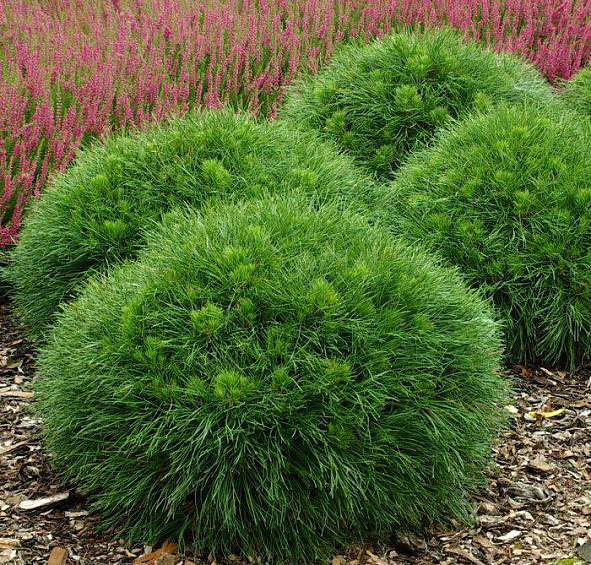 Сосна горная 'Варелла'