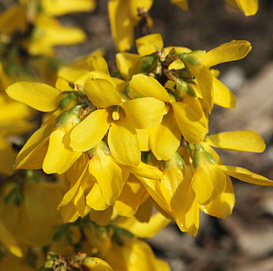 Форзиция промежуточная (средняя) 'Курталин'