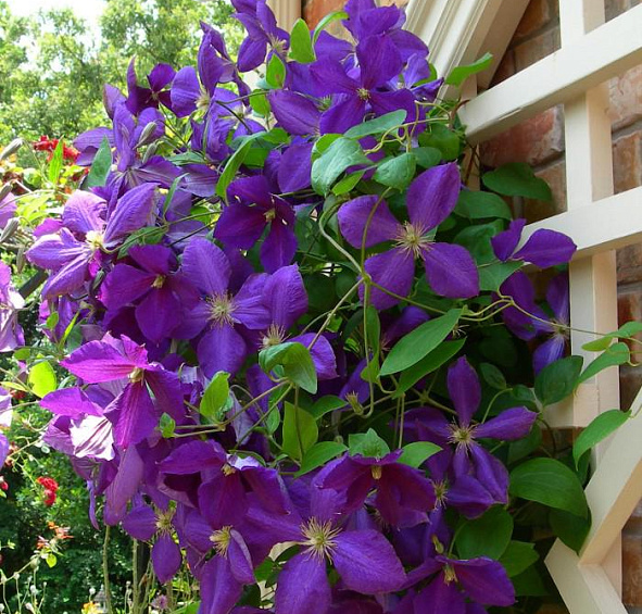 Клематис жакмана