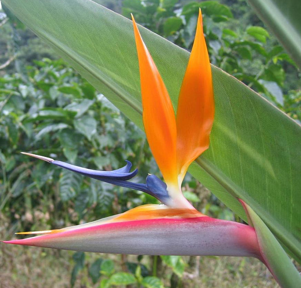 Стрелиция королевская