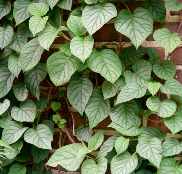 Схизофрагма гортензиевидная