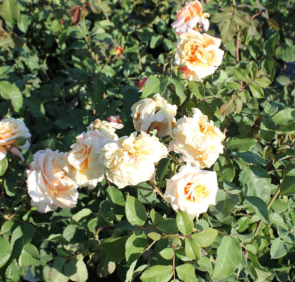 Роза 'Карамелла' (шраб) (персиковая)