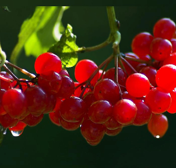 Калина плодовая 'Таежные рубины'