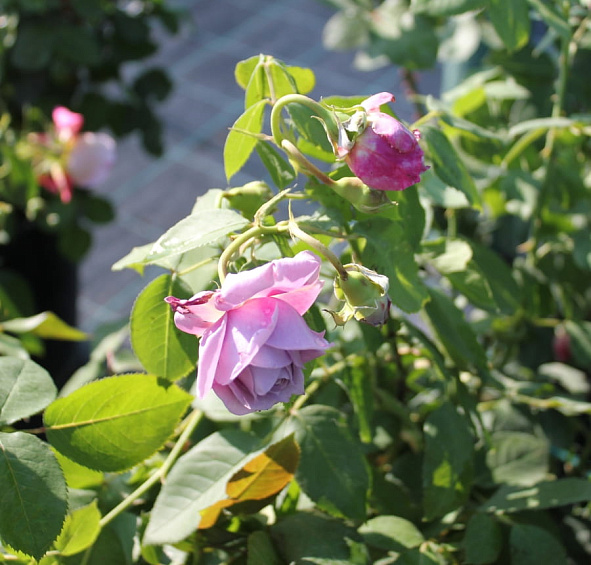 Роза 'Новалис' (флорибунда) (фиолетовая)