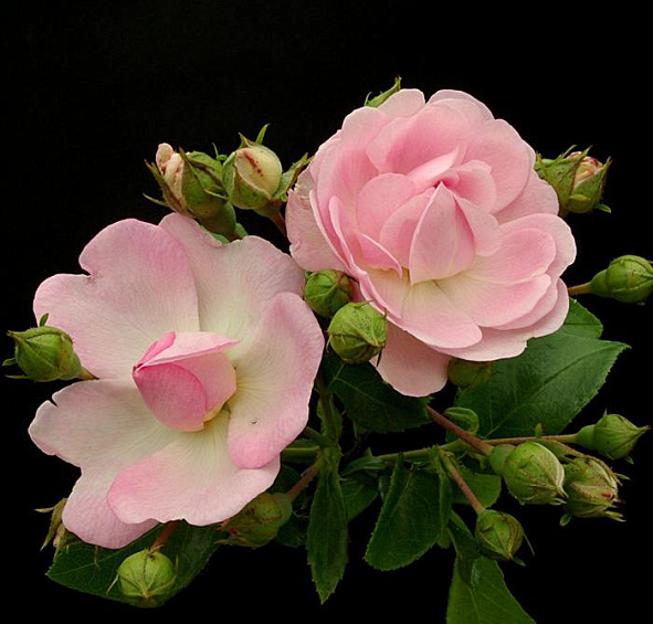 Роза 'Жасмина' (плетистая) (розовая)