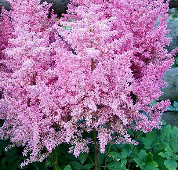 Астильба арендса Федерси