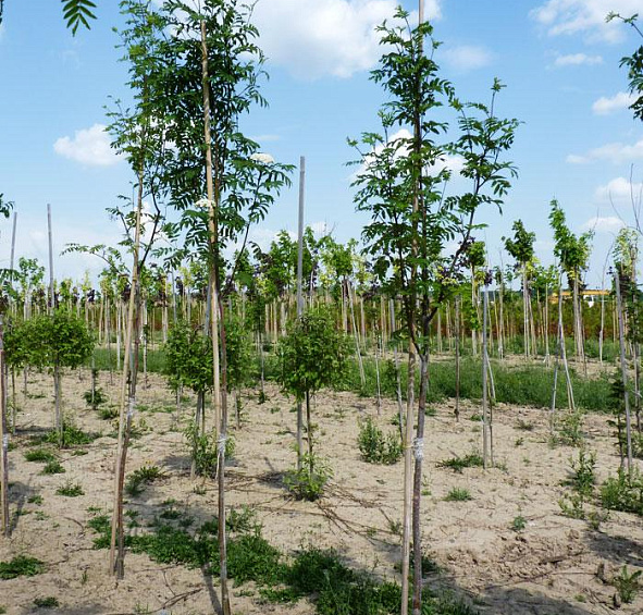 Рябина обыкновенная 'Фастигиата'