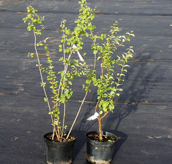 Снежноягодник белый слабоблестящий