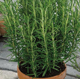 Розмарин лекарственный 'Росинка'