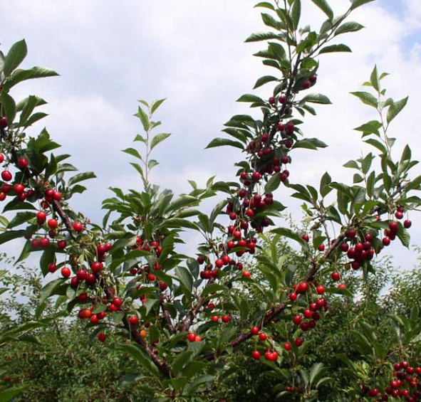 Вишня обыкновенная 'Морозовка'