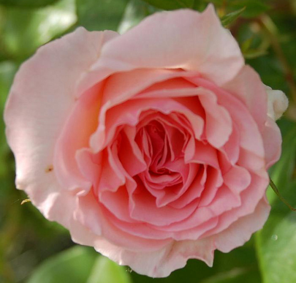 Роза Бременские музыканты (Bremer Stadtmusikanten)