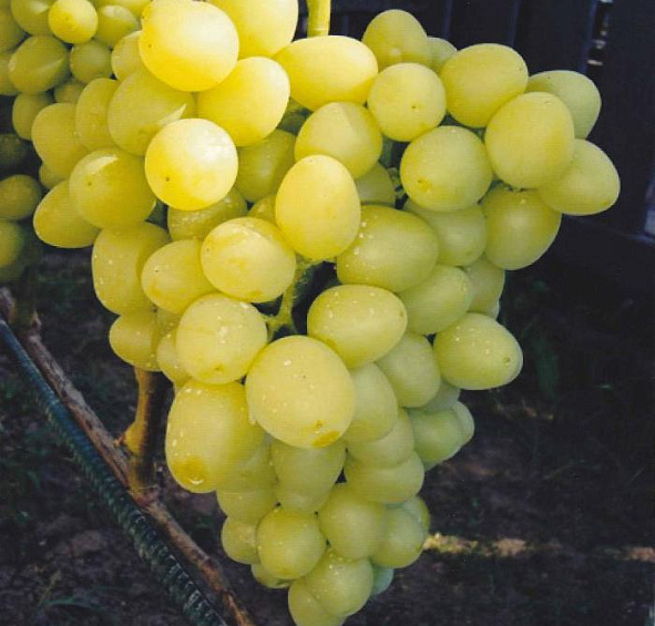 Виноград 'Аркадия'