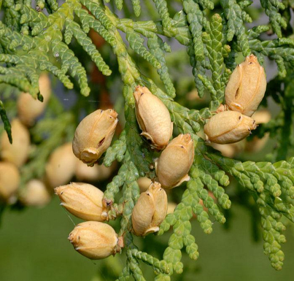 Туя западная 'Брабант'