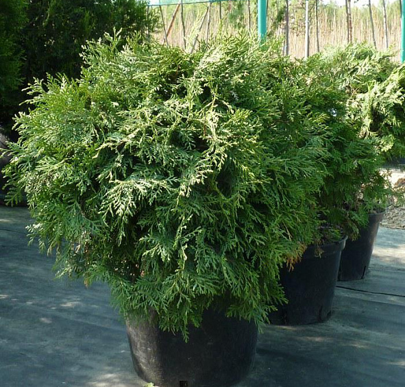 Туя западная Глобоза Компакта (Globosa Compacta)