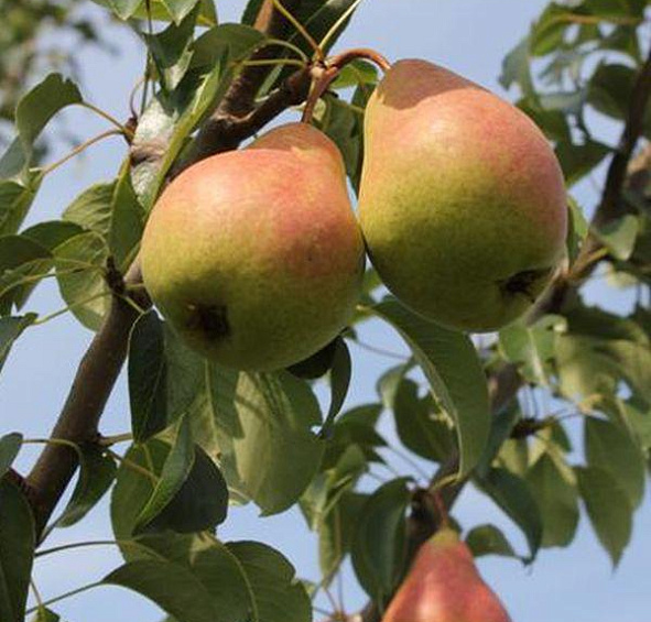 Груша 'Нерусса'