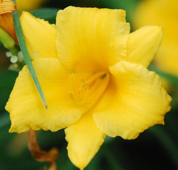 Лилейник Стелла д´Оро