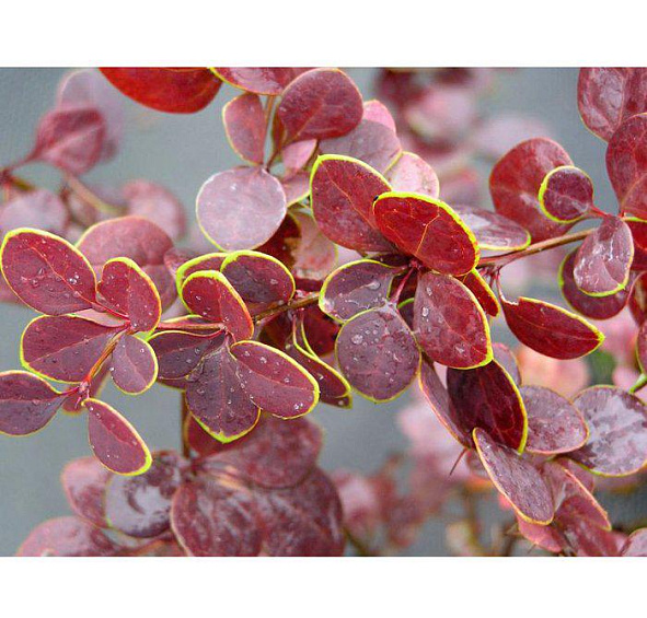 Барбарис Тунберга 'Голден Ринг'