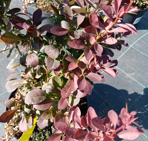 Барбарис Тунберга 'Ред Пиллар'