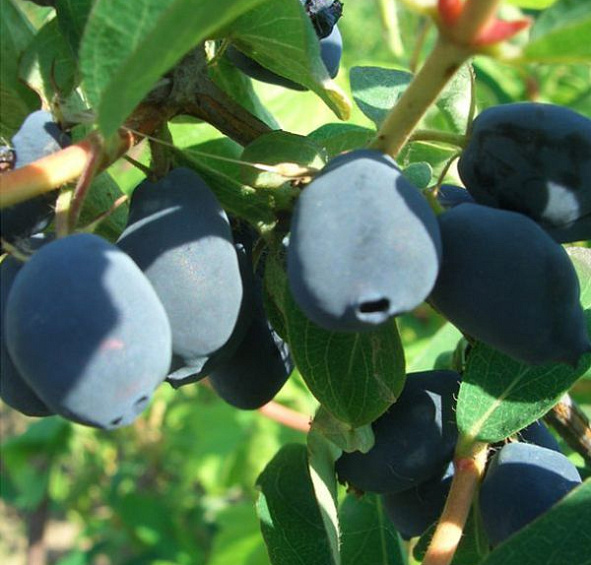 Жимолость съедобная 'Морена'