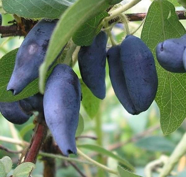 Жимолость съедобная 'Сувенир'