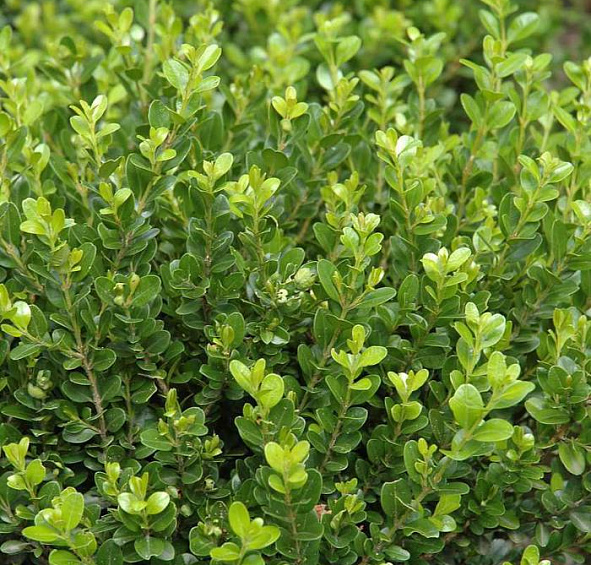 Самшит мелколистный 'Фолкнер'