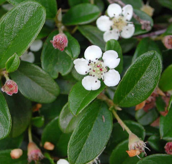 Кизильник Даммера