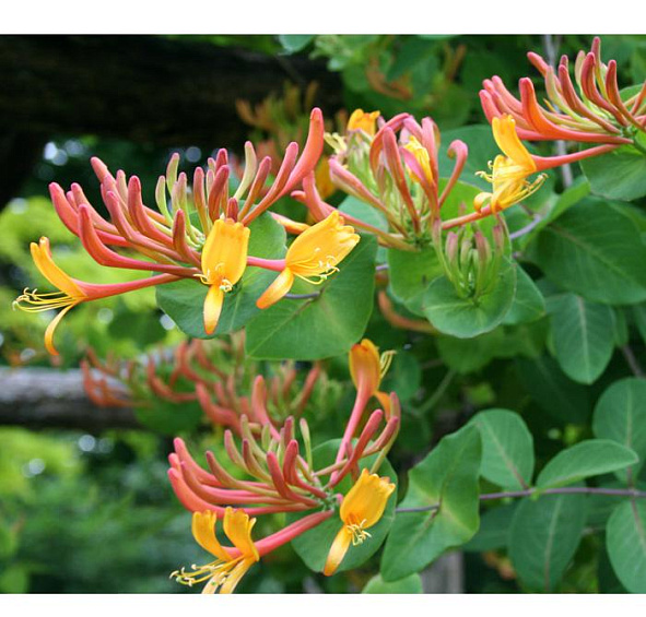 Жимолость вьющаяся Гекрота (Lonicera Heckrottii)