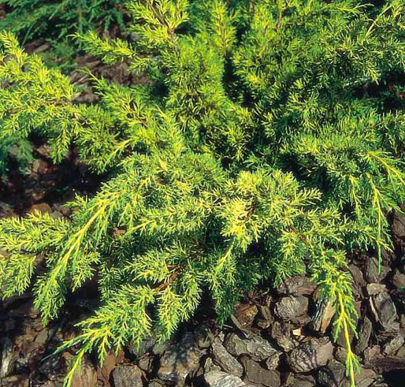 Можжевельник китайский 'Плюмоза Ауреа'