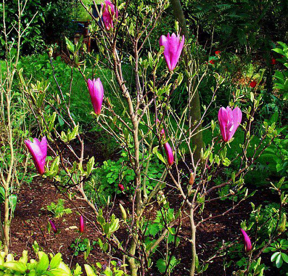 Магнолия 'Сусан'