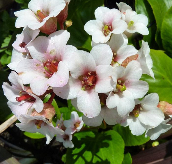 Бадан сердцелистный 'Брессингем Вайт'