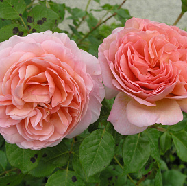 Роза 'Абрахам Дебри' (парковая)