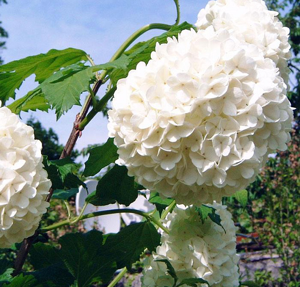 Калина обыкновенная 'Розеум'