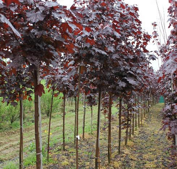 Клен остролистный 'Фассенс Блэк'