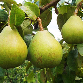 Груша 'Память Жегалова'