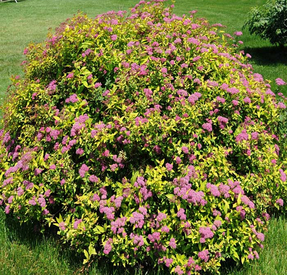 Спирея японская 'Голдфлейм'