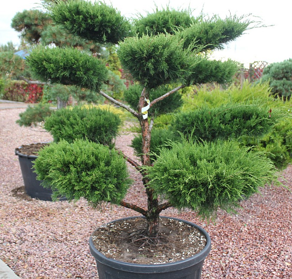 Можжевельник Пфитцериана 'Минт Джулеп' бонсай