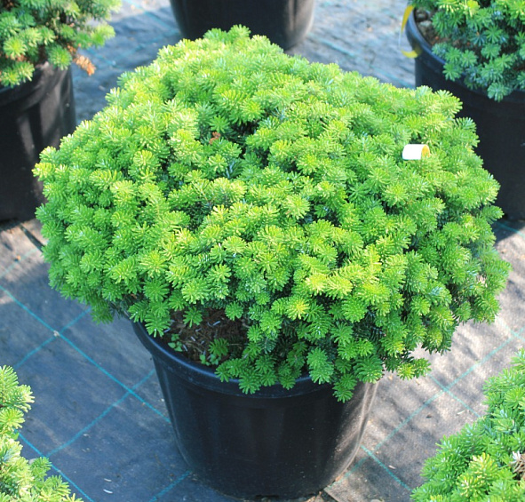 Пихта корейская 'Бриллиант'