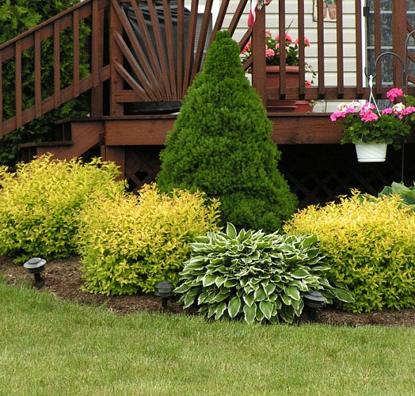 Спирея японская 'Голден Принцесс'