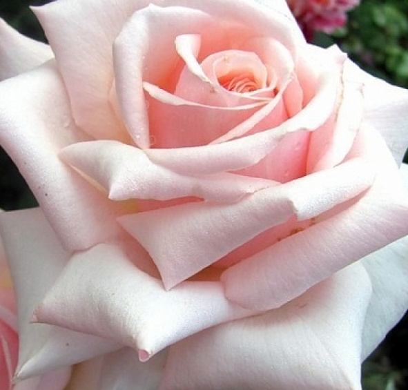  Роза Барбадос (Barbados)