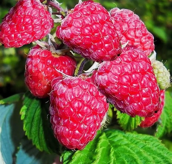 Малина 'Столичная'