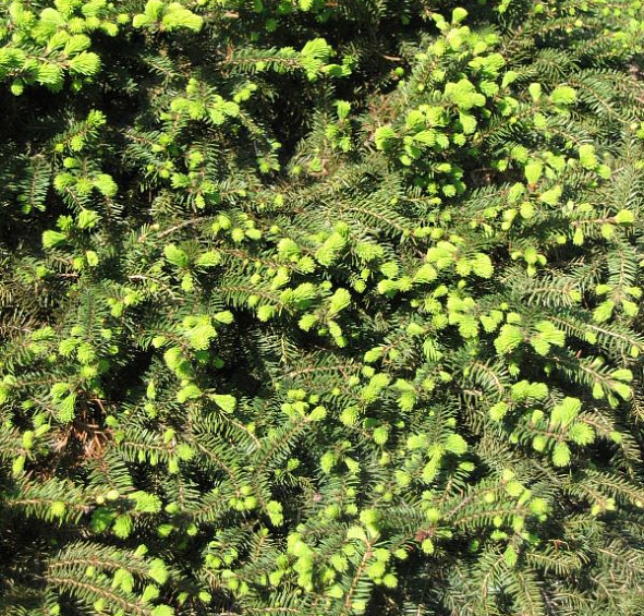 Ель обыкновенная 'Нидиформис'