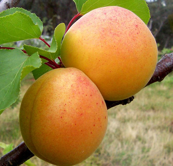 Абрикос Солнышко