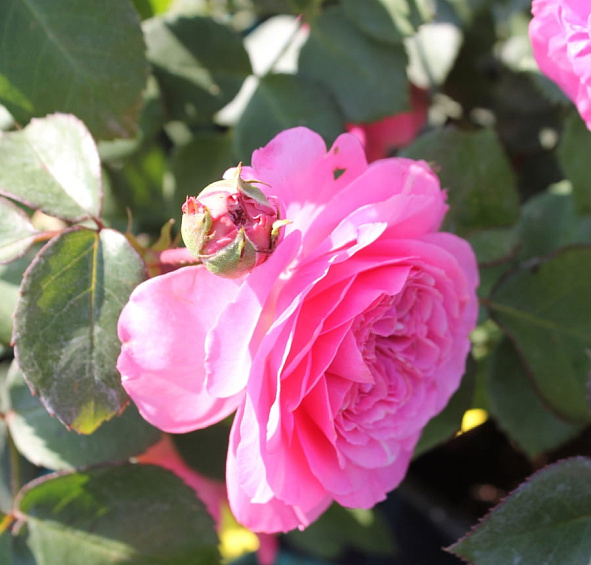 Роза 'Баронесса' (флорибунда) (розово - фуксиевый)						